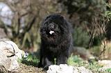CHOW CHOW 626
